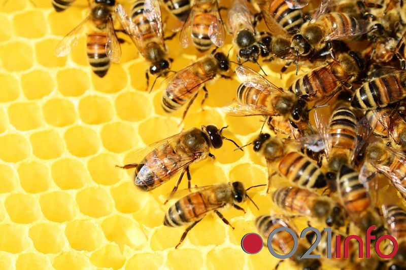 Raspisan novi konkurs za sufinansiranje investicija u pčelarstvu 