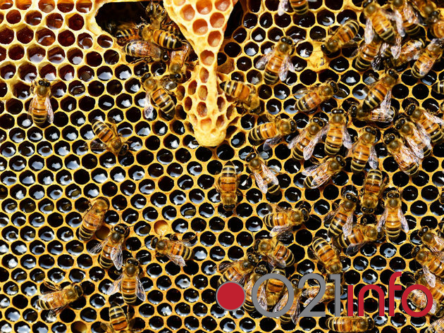 Svetski dan pčela - U Srbiji pokrenuta inicijativa za medonosne bašte